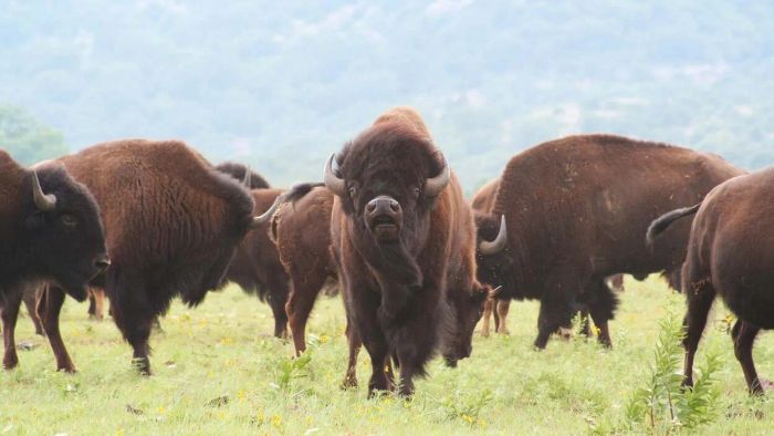 Stay away from the bison!
