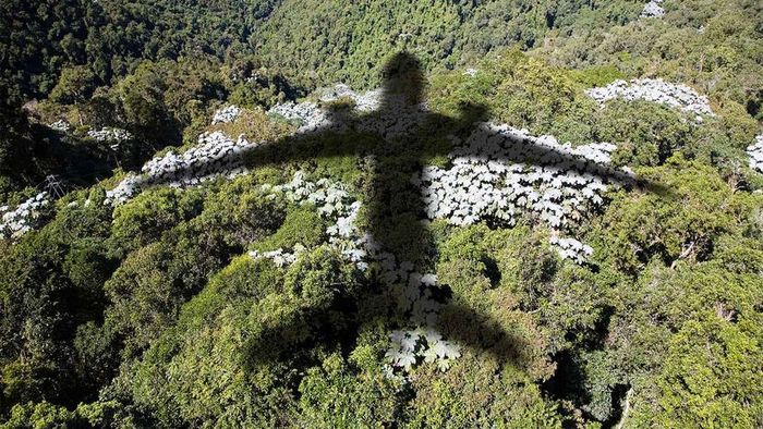 shadow of an airplane