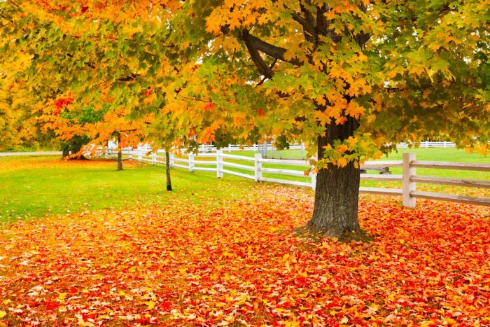 A photo of a sugar maple tree showcasing its colorful fall foliage