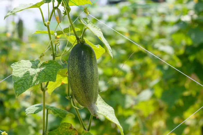 Cucumber growing on a vine