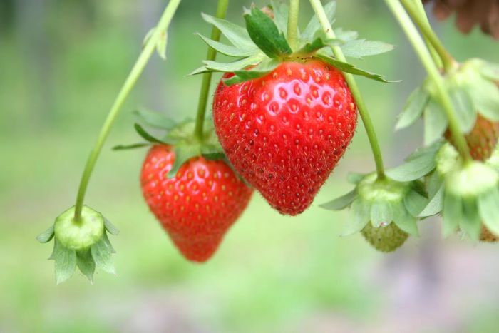 Strawberries still attached to the vine