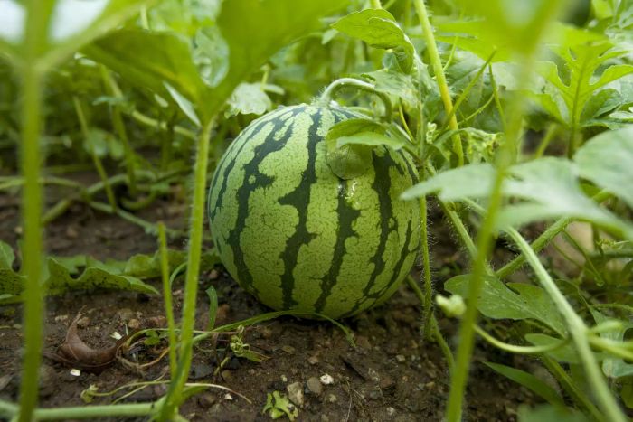 Watermelon growing in a field