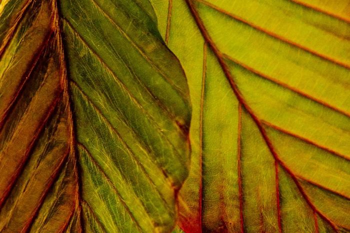 Abstract young leaves of the American Beech tree