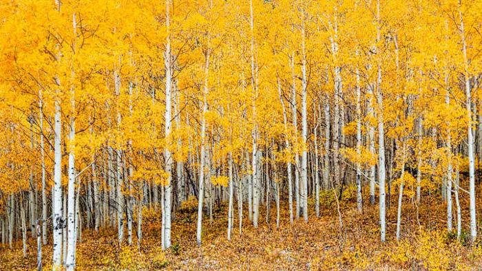 What leaf-peeper can resist the beauty of golden aspens in the fall?