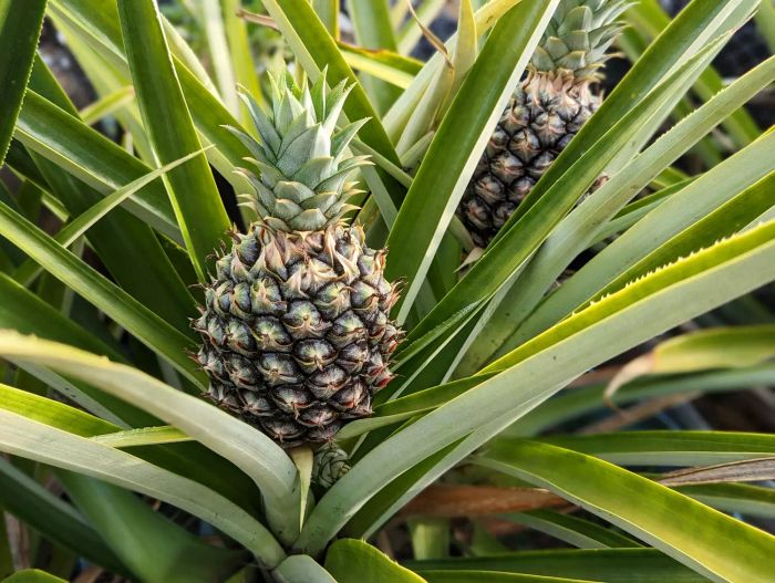 A pineapple growing in its natural environment