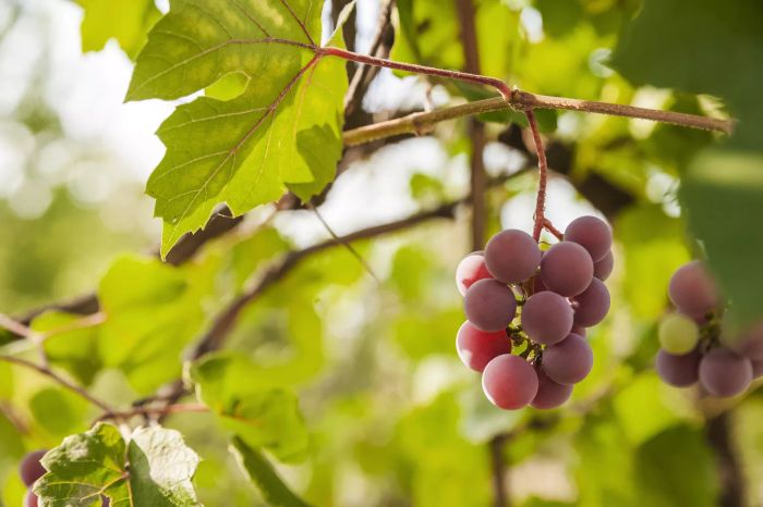 Grapes still growing on the vine