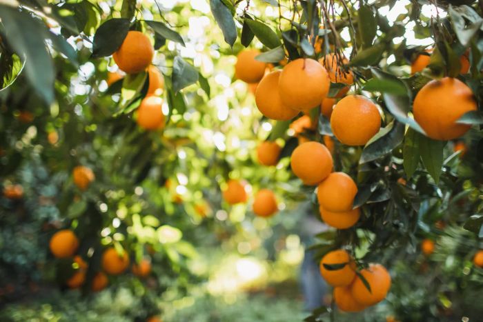 Oranges still hanging on the vine