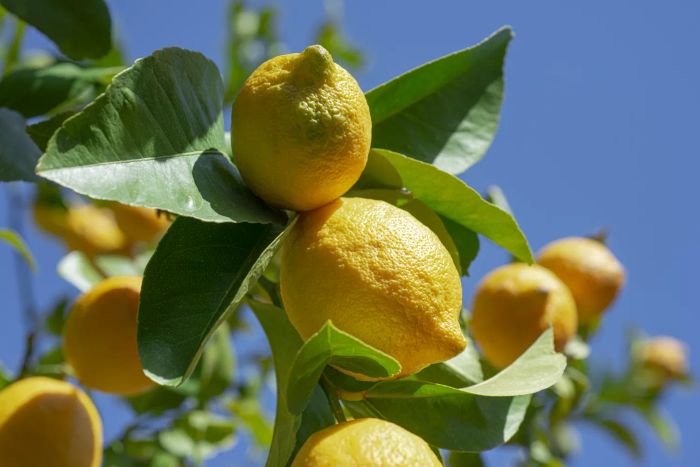Lemons still attached to the vine