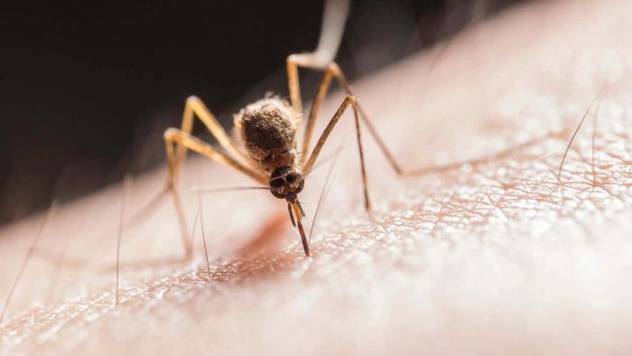 How to Soothe Mosquito Bites Effectively