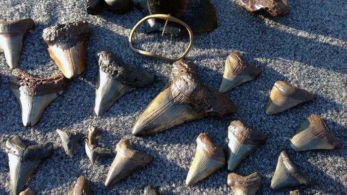 Shark's Teeth Cache