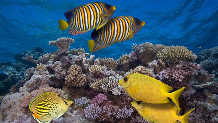 coral reef