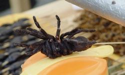 Pic Of Spider-758560.Jpg