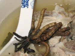 Weird Winter Worms2-797062