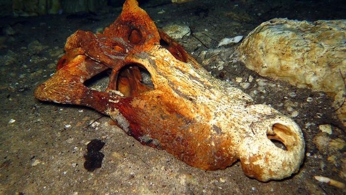 Crocodile with Horns