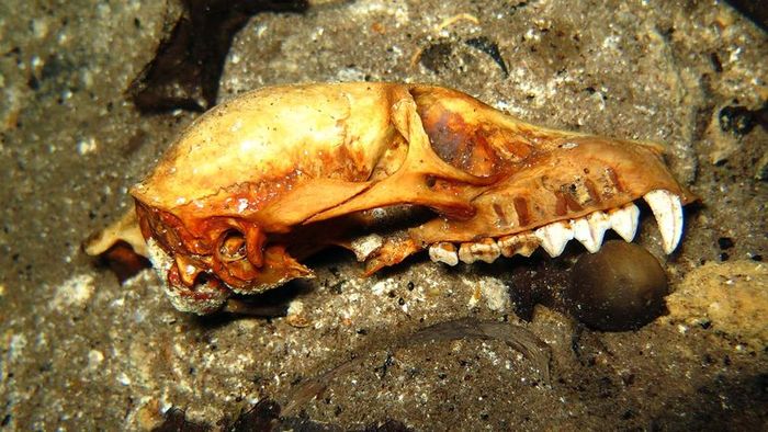 Lemur Skull