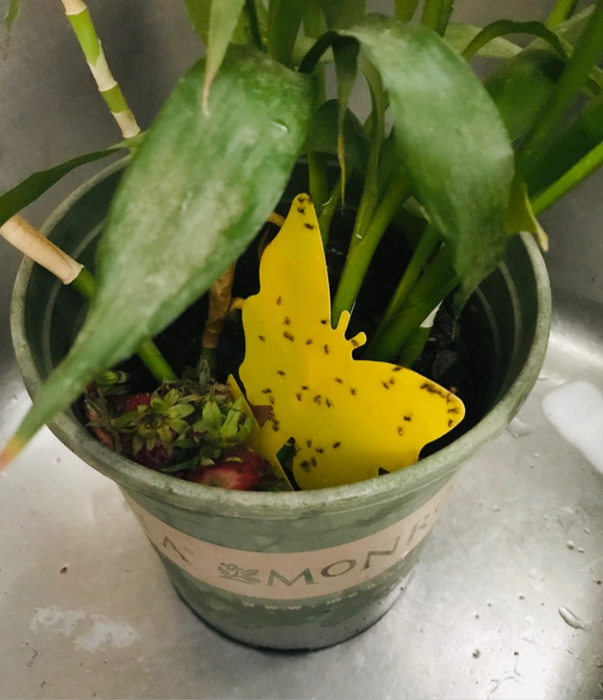 A butterfly-shaped yellow sticky trap placed in a potted plant, catching insects
