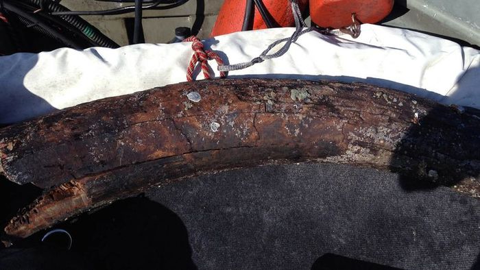 Mastodon tusk