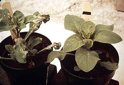 image comparing an ozone-damaged plant with a healthy one