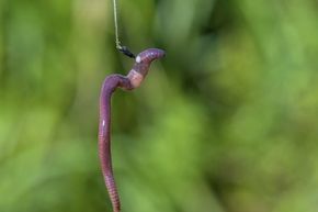 A worm is hooked on a fishing line.