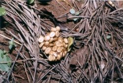 Kopi Luwak -1