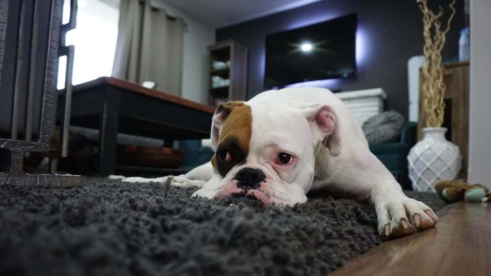 Strategies for Calming Your Dog Amid Fireworks