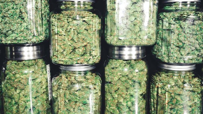 The Complete Guide to Finding the Right Type of Weed for You
