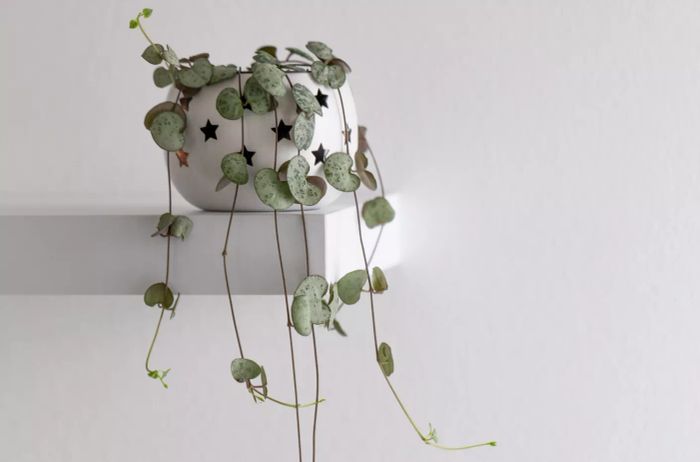 Ceropegia woodii, commonly known as String of Hearts or Chain of Hearts, is a modern houseplant displayed in a flowerpot against a white wall.