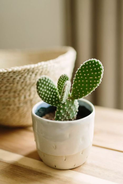Cactus Succulent