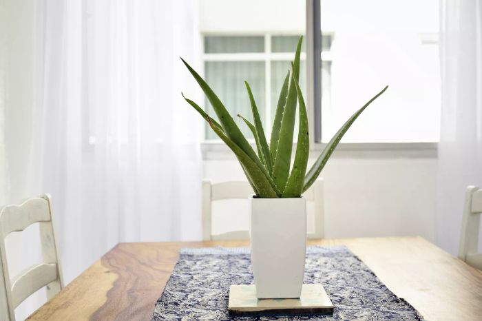 An aloe plant resting on a wooden dining table.