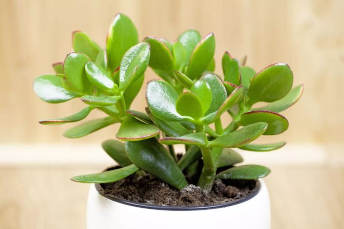 Jade plant, also known as lucky plant, money plant, or money tree (Crassula ovata)