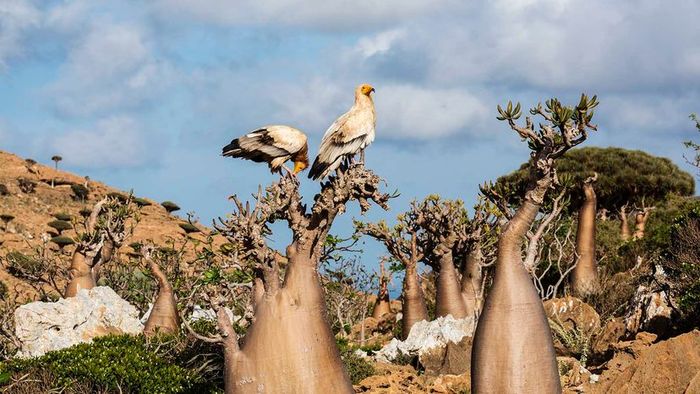 Egyptian vulture