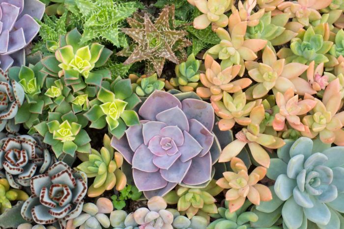 A collection of assorted succulents