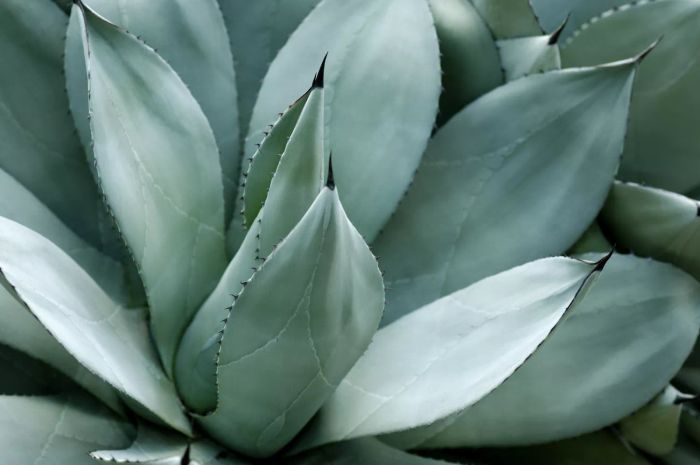 A close-up of blue agave leaves.