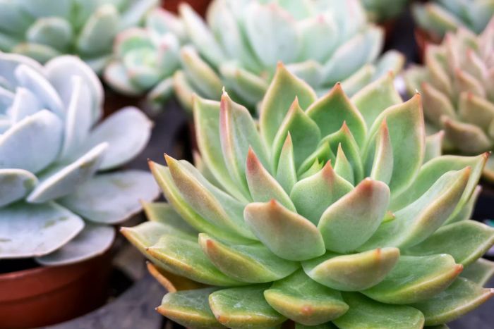 Echeveria tippy pink