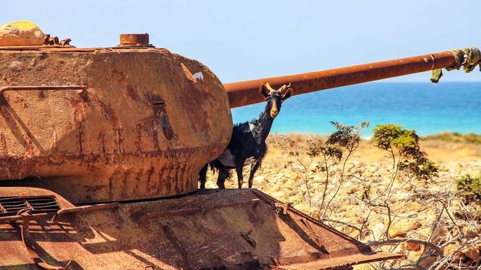 The presence of invasive goats is a major environmental concern for the region.