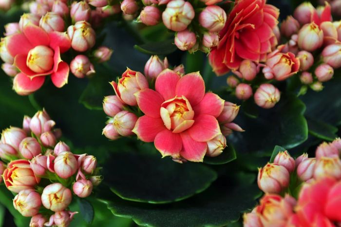 Kalanchoe plants start to bloom.
