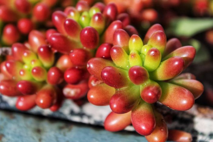 A close-up of the jelly bean succulent (Sedum rubrotinctum) with vibrant red leaves.