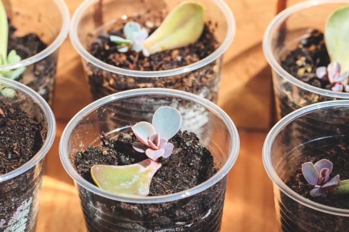Succulent leaves being propagated in plastic cups