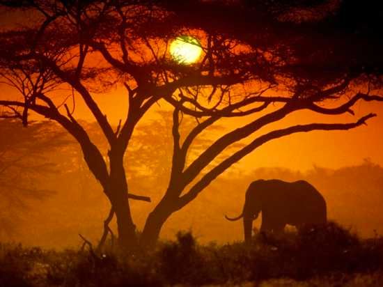 Amboseli-National-Park-Kenya-Image