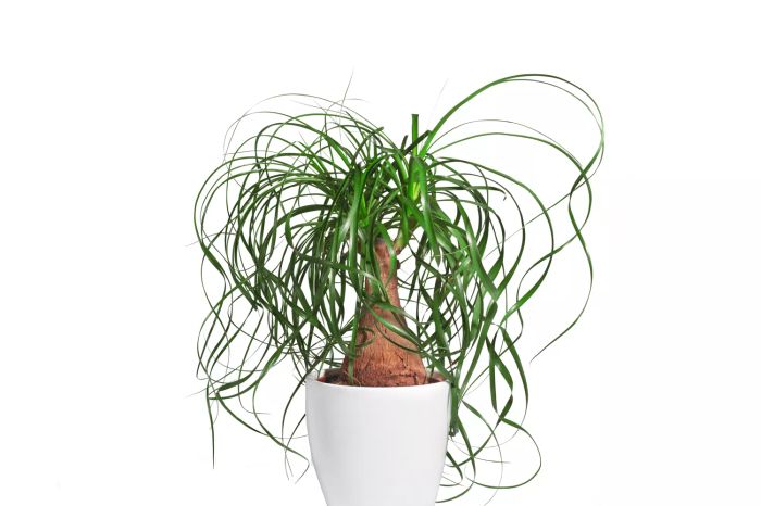 A potted evergreen ponytail palm (Beaucarnea Recurvata) isolated against a white background.