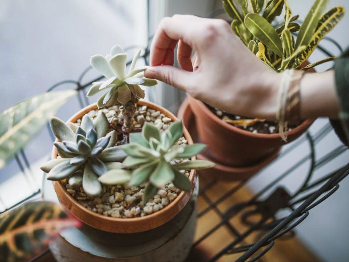 Succulent Plants in Your Home or Apartment