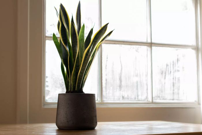 A snake plant in a pot, displayed indoors.