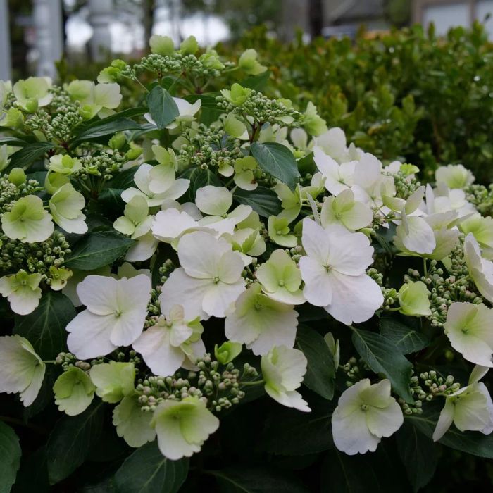 cascade hydrangea