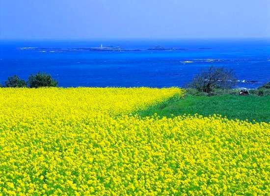 Jeju-Island