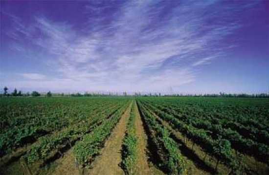 405-Valle-Del-Maipo-Vina-Concha-Y-Toro-Vina-Cousino-Macul