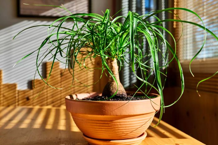 Beaucarnea houseplants placed near the window. Remember to hydrate the leaves of these tropical plants during the dry heating season at home. Embrace the greenery and eco-friendly lifestyle while caring for your plants as a hobby.