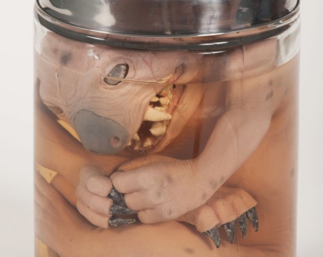 Stuart_Payne_-_Drop_Bear_Specimen_2011