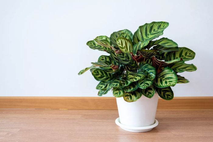 Calathea plant