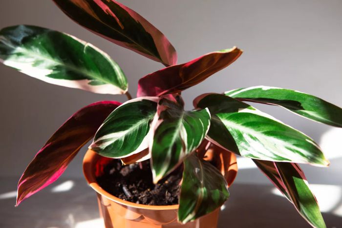 Triostar Stromanthe