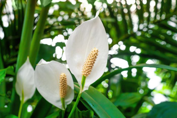 peace lily